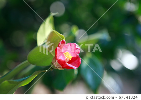 Camellia and camellia Camellia and camellia 67341324