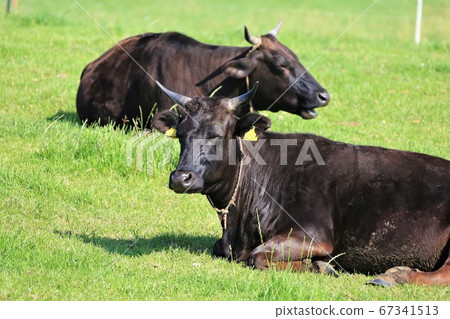 Japanese beef Japanese beef 67341513