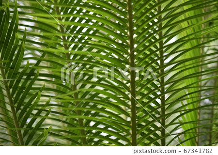 葉子圖案 67341782