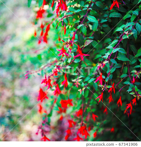 在巴黎公園看到的小自然和紅色小花 在巴黎公園看到的小自然和紅色小花 67341906