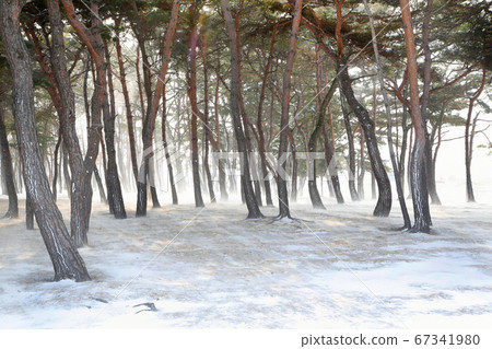 Winter pine forest and blizzard 67341980