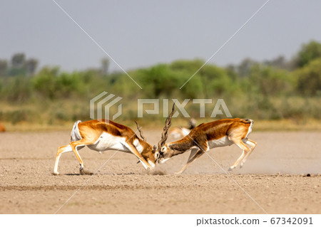 Two male blackbuck fighting in an open field Antilope fighting with full force from long horns in green background and scenic landscape with skyline at blackbuck national park Velavadar gujrat india 67342091