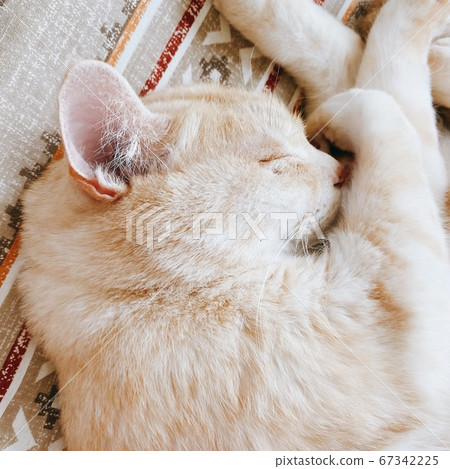 A warm and cheerful nap cat 67342225