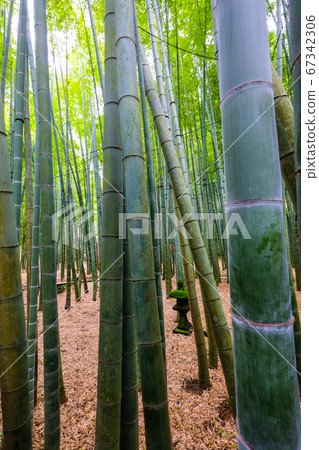 Bamboo forest in Kamakura, Kanagawa Prefecture 67342306