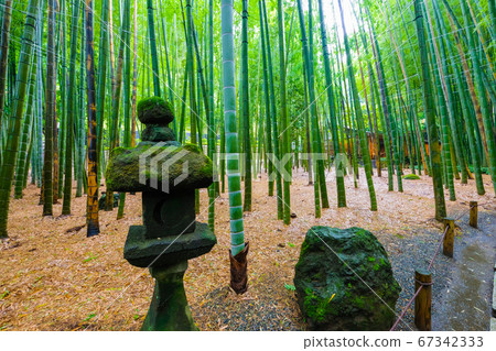 Bamboo forest in Kamakura, Kanagawa Prefecture 67342333