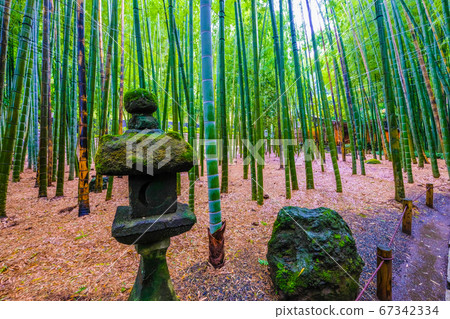 Bamboo forest in Kamakura, Kanagawa Prefecture 67342334