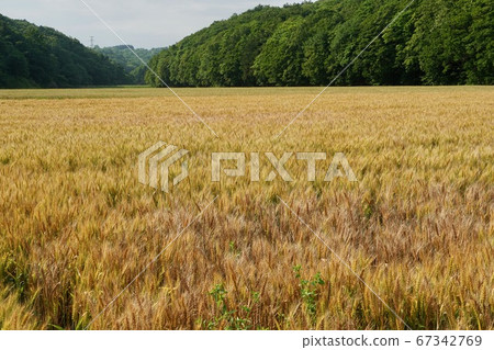 麥田在初夏 67342769