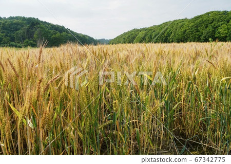 Wheat field in early summer 67342775