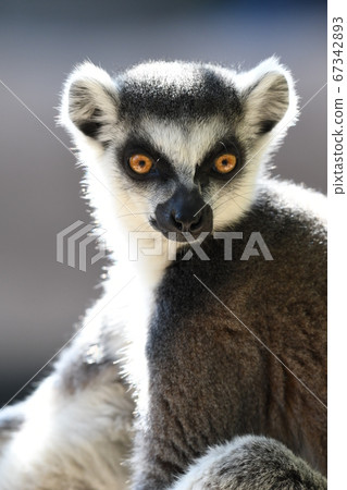 Ring-tailed lemur 18 Ring-tailed lemur 18 67342893