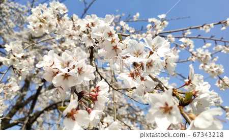 Foster cherry tree 67343218