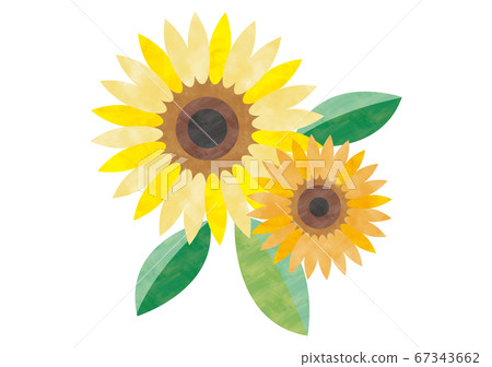 Sunflower 67343662