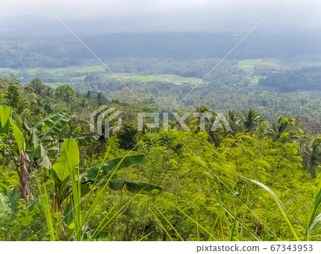 Top view on jungle from mountain on Bali, 67343953