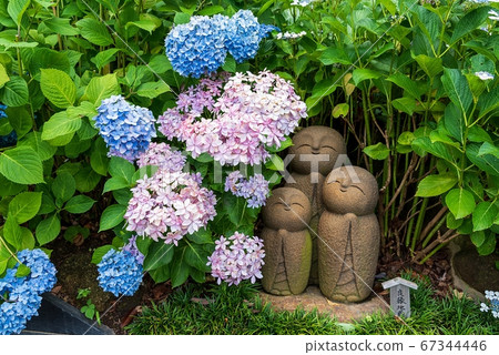 Kamakura Hasedera Ryoen Jizo and Hydrangea 67344446