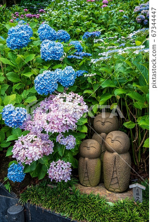 Kamakura Hasedera Ryoen Jizo and Hydrangea Kamakura Hasedera Ryoen Jizo and Hydrangea 67344447