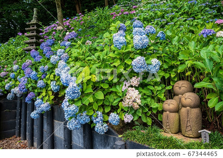 鎌倉 長谷寺繡球人行道五層寶塔和高能量地藏和繡球花 照片素材 圖片 圖庫