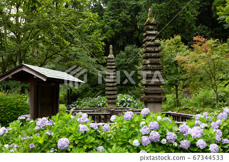 Hydrangea at Shiromineji Temple, 81st Shikoku Sacred Ground 67344533