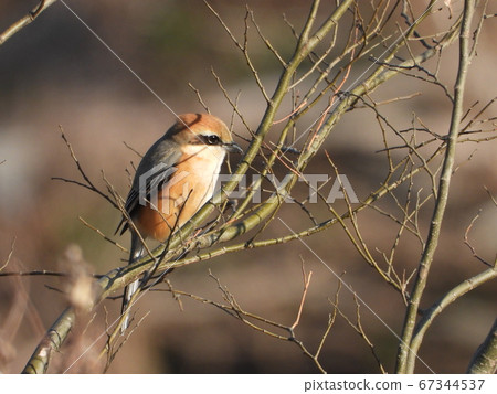 Moss (wild bird) 67344537