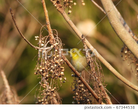 Japanese white-eye that stalks goby fruit 67344538