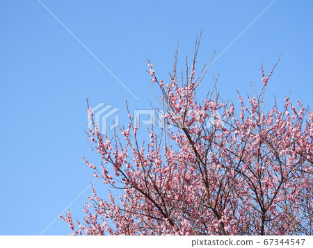 Red plums (plum blossoms) in the blue sky 67344547