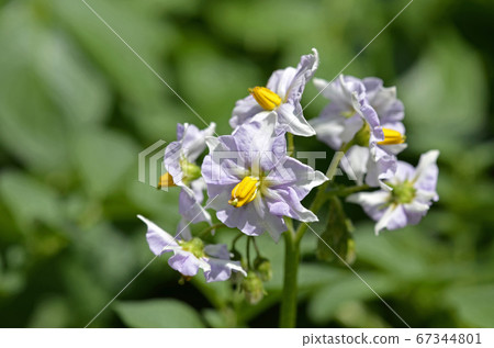 馬鈴薯（Kitakyari）花 67344801