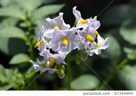 馬鈴薯（Kitakyari）花 67344804