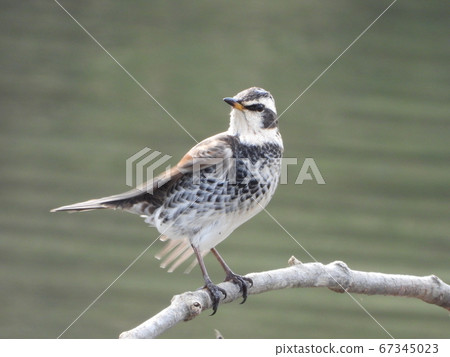 Thrush (wild bird) Thrush (wild bird) 67345023