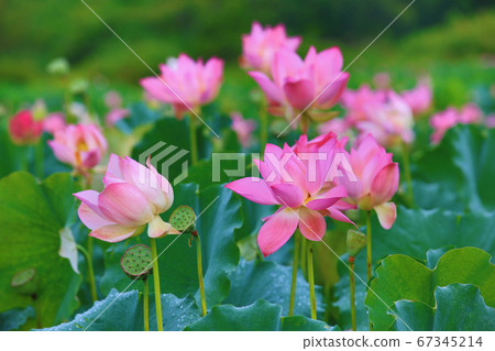 Beautiful lotus Beautiful lotus 67345214