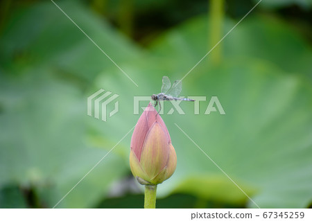 男鹿蓮花芽和蜻蜓 67345259