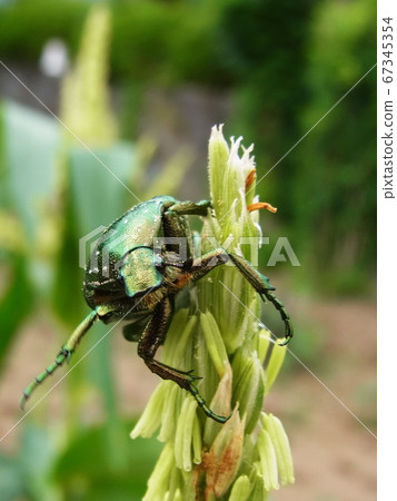 Male corn flowers and clams 67345354