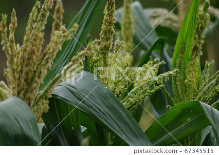 Male flowers of maize Male flowers of maize 67345515