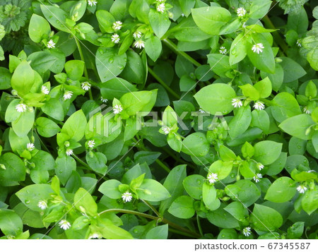 Green chickweed (wild grass) after the rain Green chickweed (wild grass) after the rain 67345587