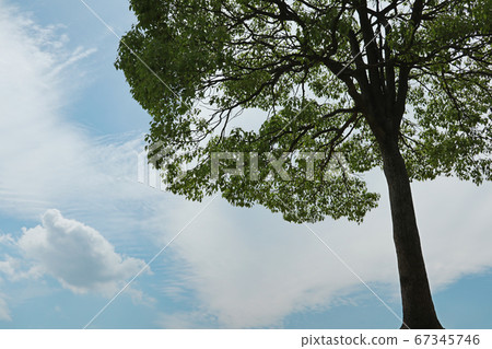 愛知縣名古屋市的一棵大塔琉球公園 67345746