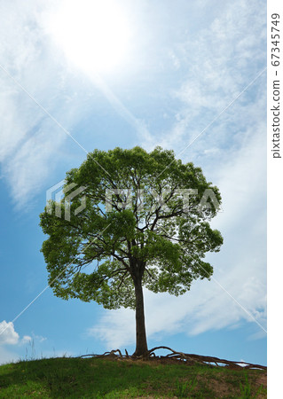 愛知縣名古屋市的一棵大塔琉球公園 67345749