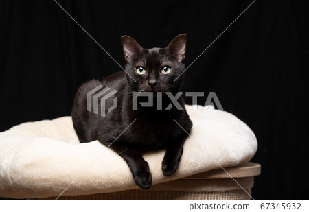 black cat resting on pet bed 67345932
