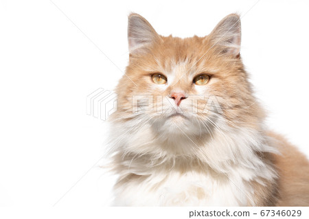 maine coon cat portrait 67346029