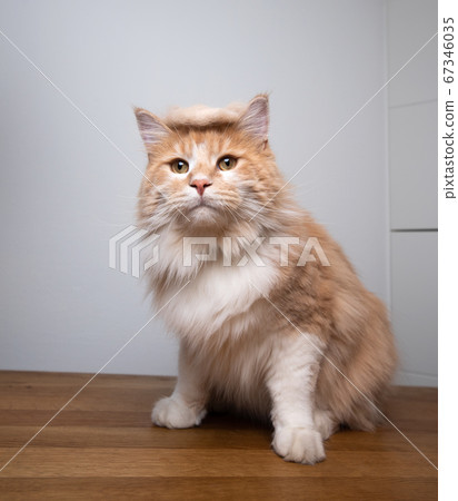 funny cat portrait with trump hair wig funny cat portrait with trump hair wig 67346035