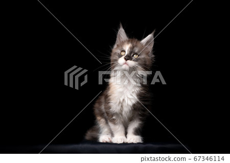 8 week old maine coon kitten 67346114