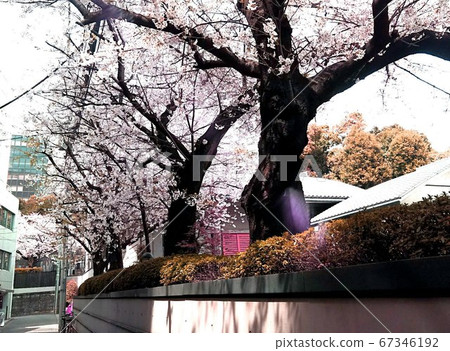 Cherry trees in Minato-ku, Tokyo 67346192
