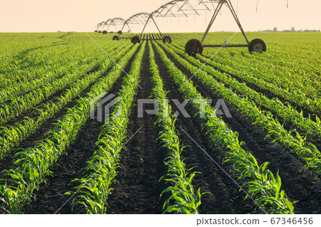 Corn field in spring with watering system 67346456