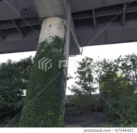 Vines on the bridge pillar Vines on the bridge pillar 67346481