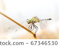 dragonfly close up in natural 67346530