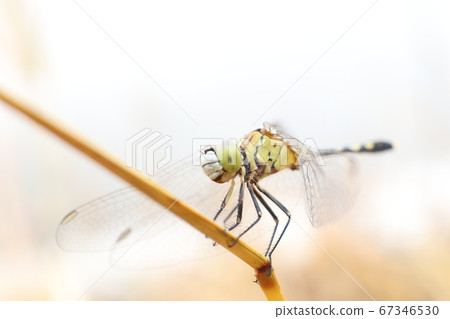 dragonfly close up in natural dragonfly close up in natural 67346530