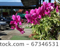 Fresh pink orchids in the garden 67346531