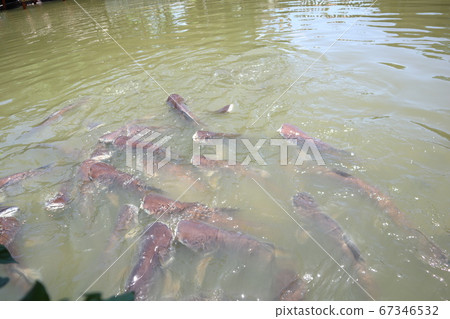 Feed the fish with bread. Feed the fish with bread. 67346532