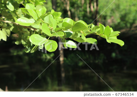 Fresh green leaves in the morning Fresh green leaves in the morning 67346534