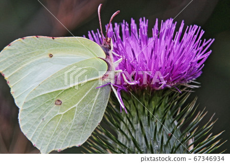 Pale yellow butterfly on purple thistle flower 67346934