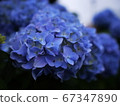 繡球 67347890