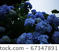 繡球 67347891