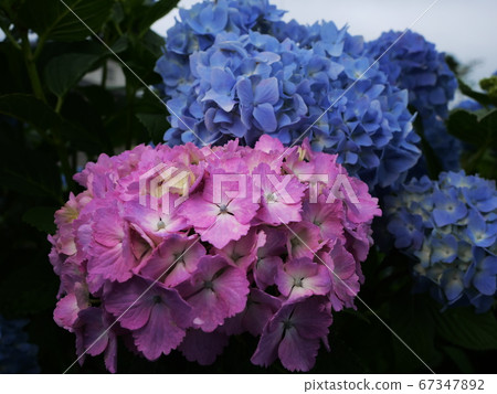 hydrangea hydrangea 67347892