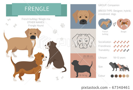 Designer dogs, crossbreed, hybrid mix pooches 67348461